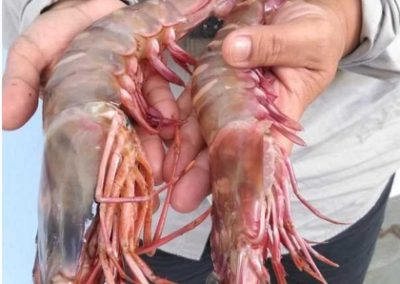 Refugia – Galeri Udang Harimau