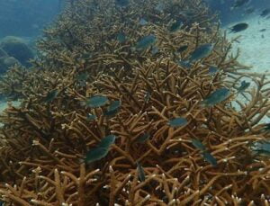 Restorasi Karang