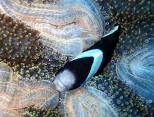 Taman Laut Terengganu