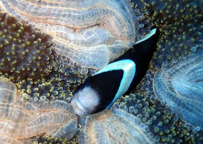 Taman Laut Terengganu