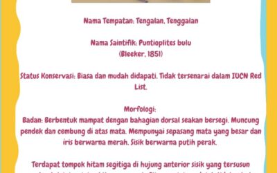 Informasi Awam – Ikan Tengalan