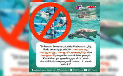 Selamatkan Penyu Kita