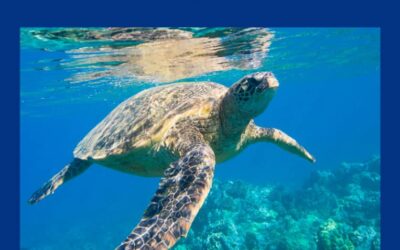 World Sea Turtle Day